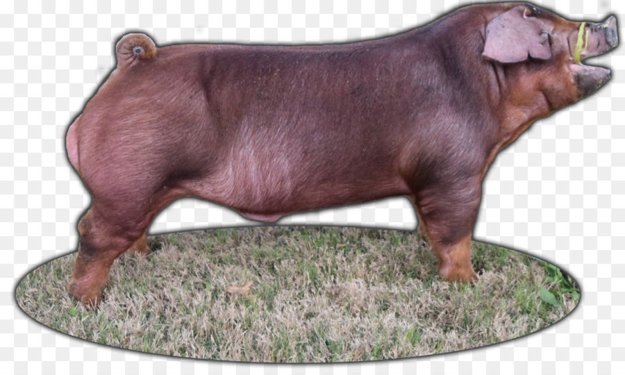 Duroc Domuz，Cins PNG