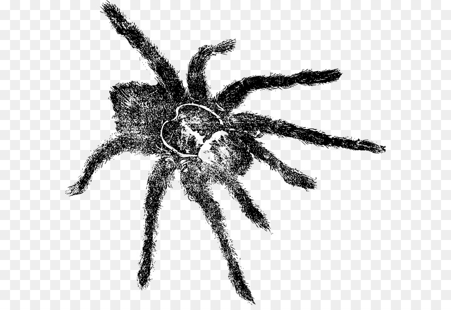 örümcek，Tarantula PNG