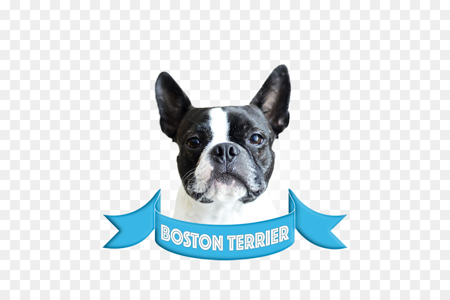 Boston Terrier，Fransız Bulldog PNG