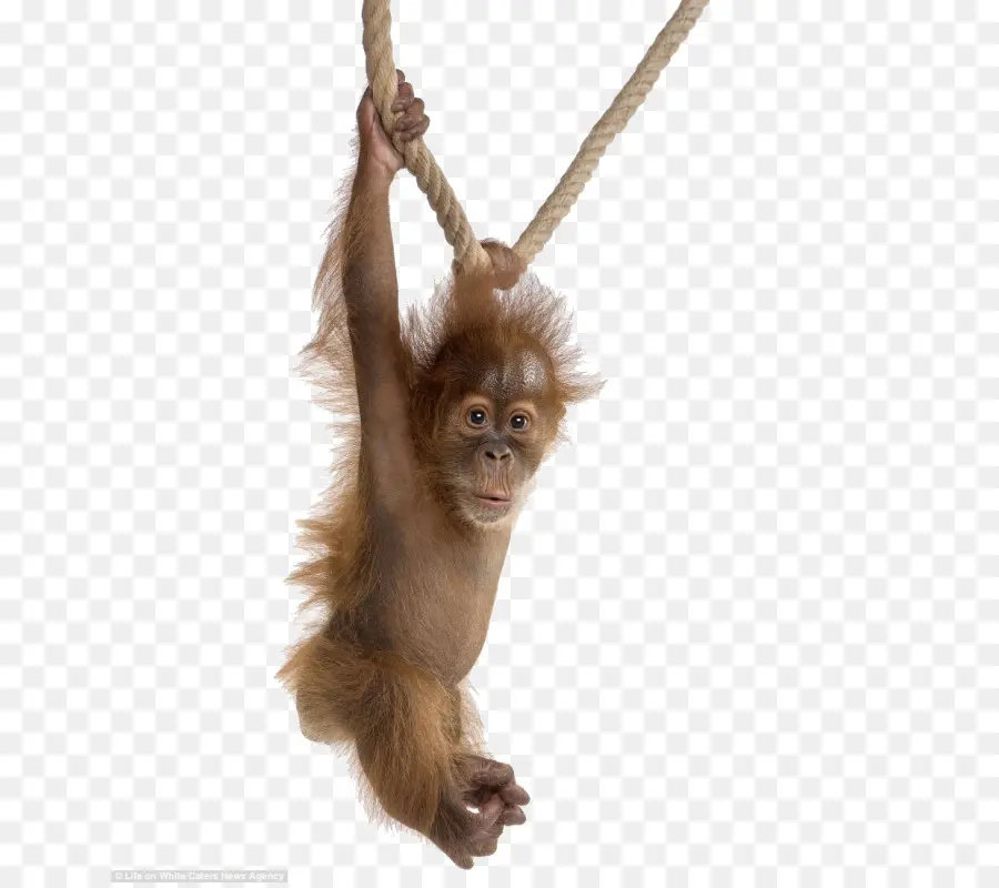 Goril，Orangutan Bebek PNG