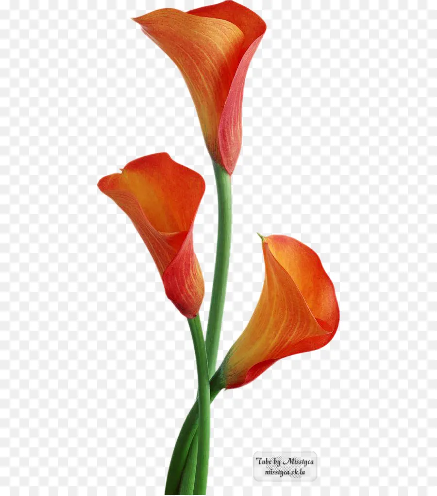 Turuncu Calla Lilyum，Çiçek Açmak PNG