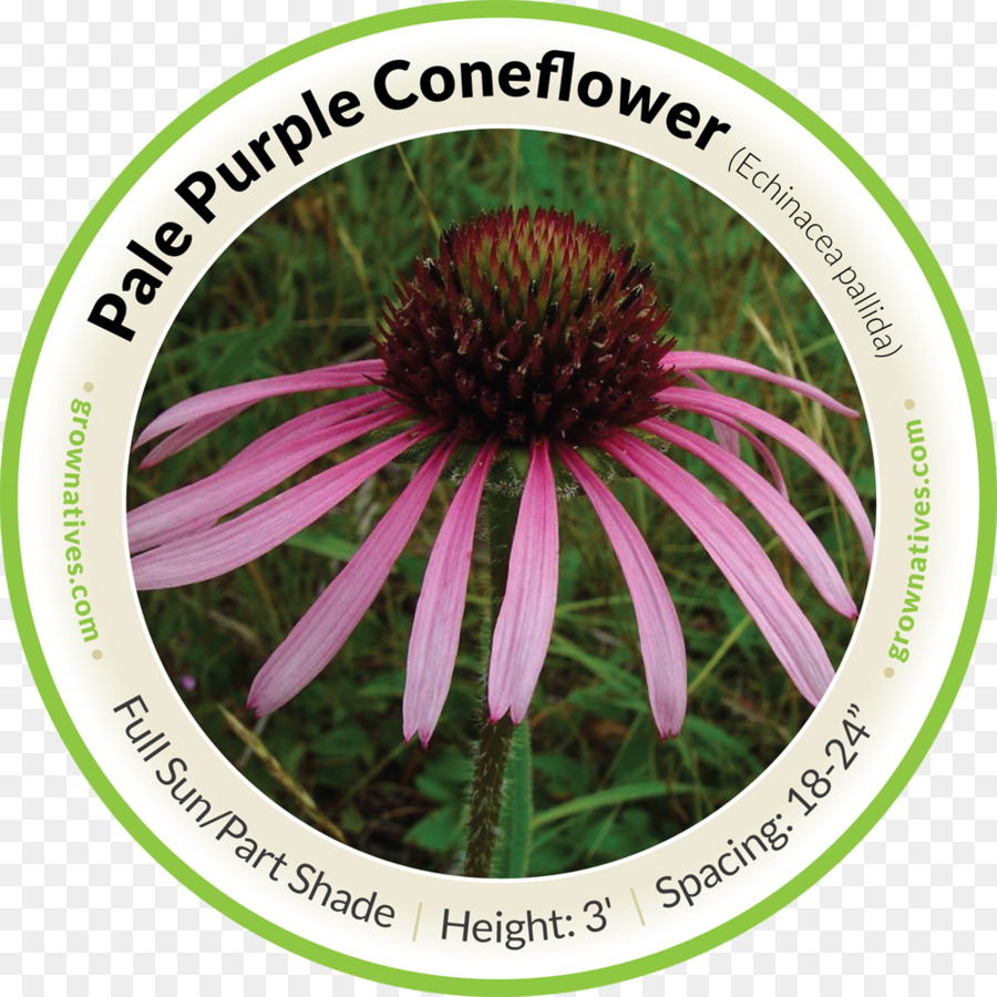 Soluk Mor Coneflower，Tennessee Mor Coneflower PNG