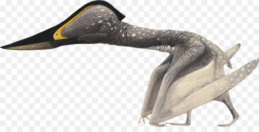 Pterozor，Dinozor PNG