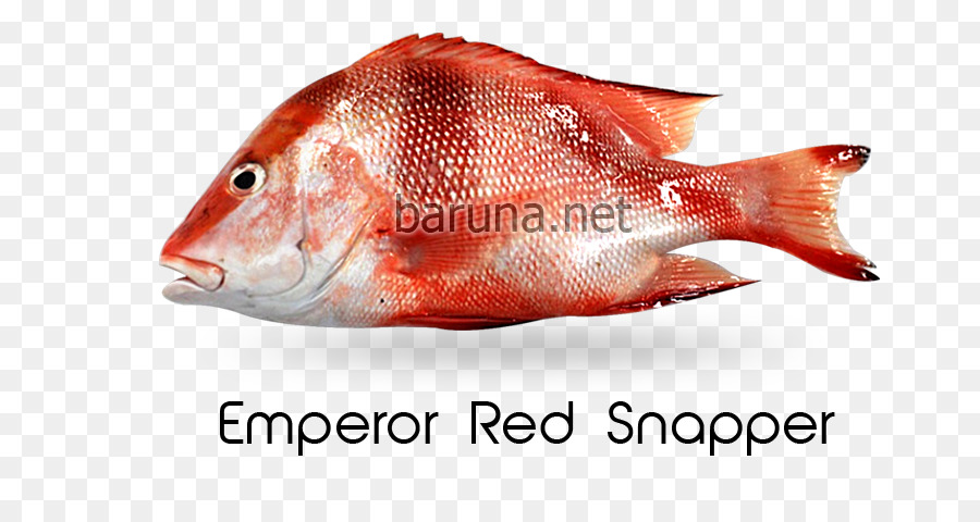 Kuzey Red Snapper，Kırmızı İmparator PNG