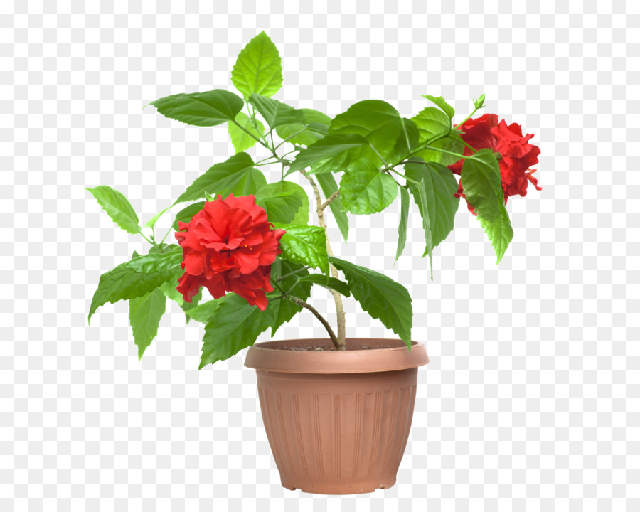 Kesme çiçekler，Shoeblackplant PNG