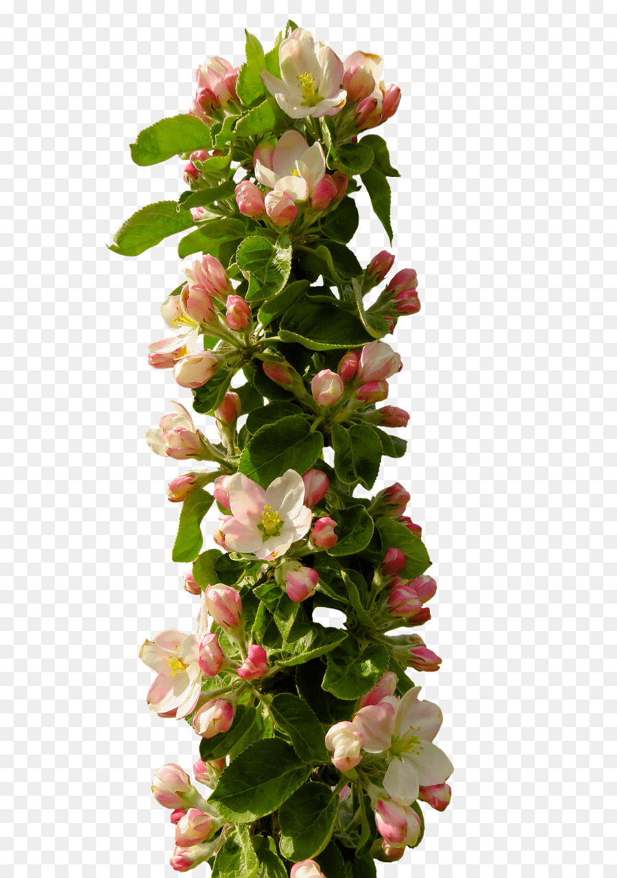 çiçek Tasarımı，çiçeği PNG