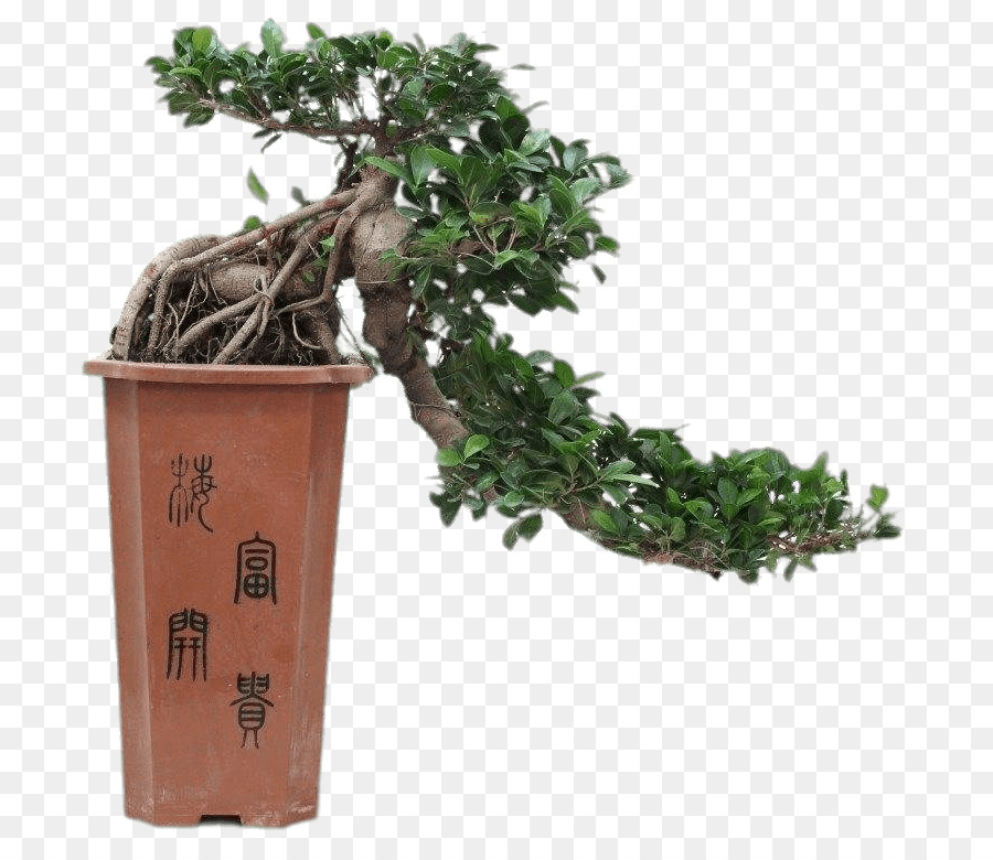 Bonsai Ağacı，Saksı PNG