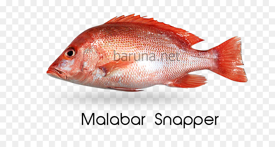 Kuzey Red Snapper，Balık ürünleri PNG