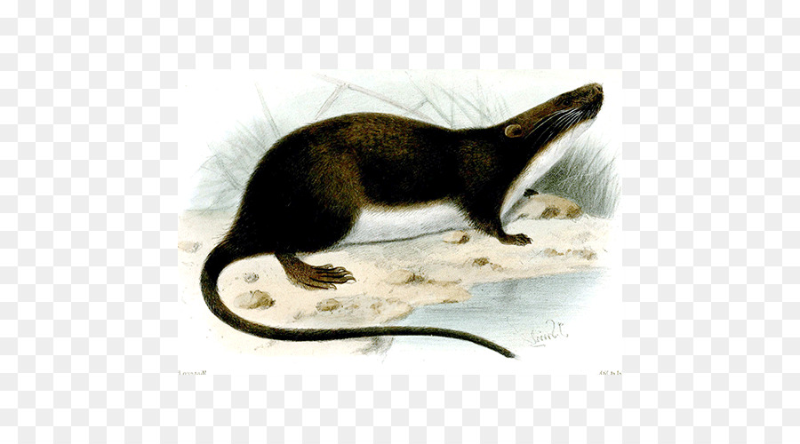 Müridinin，Mustelids PNG