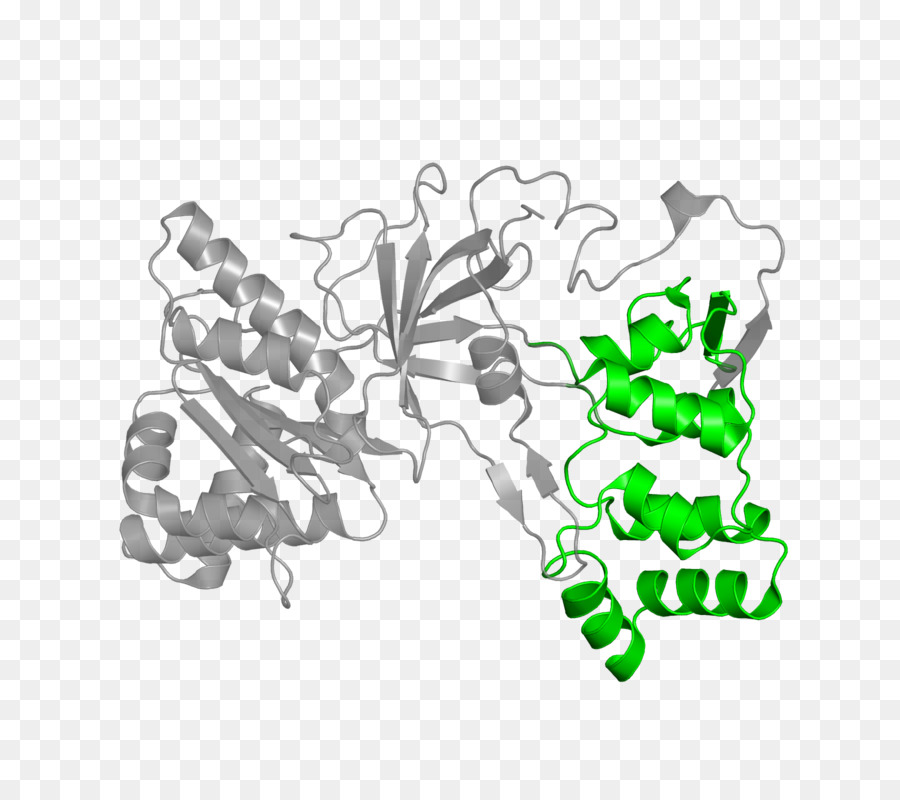 Protein，Molekül PNG