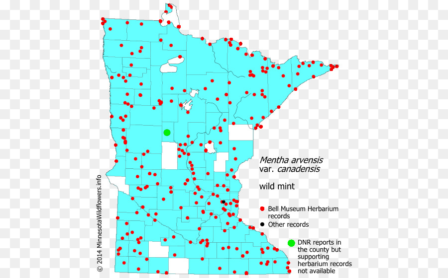 Minnesota，çok Yıllık Sow Thistle PNG