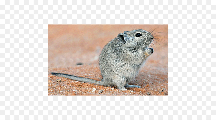 Gerbil，Sıçan PNG