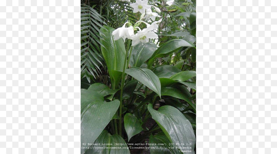 çiçek，Eucharis Amazonica PNG