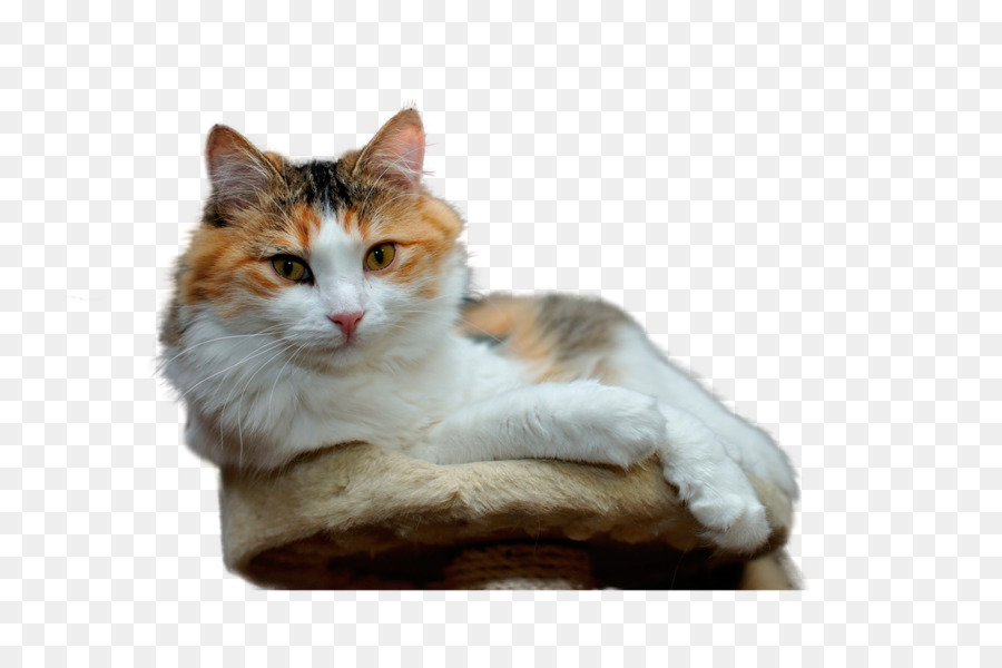 Birman，Farsça Kedi PNG