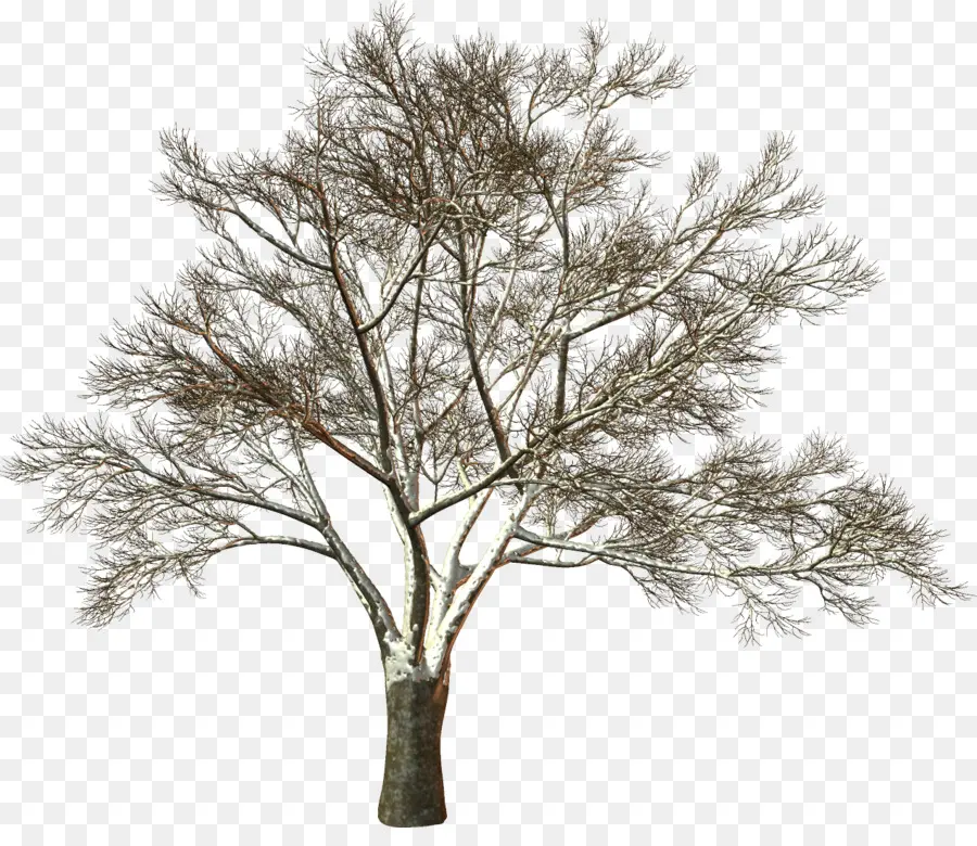 Beyaz，Ağaç PNG