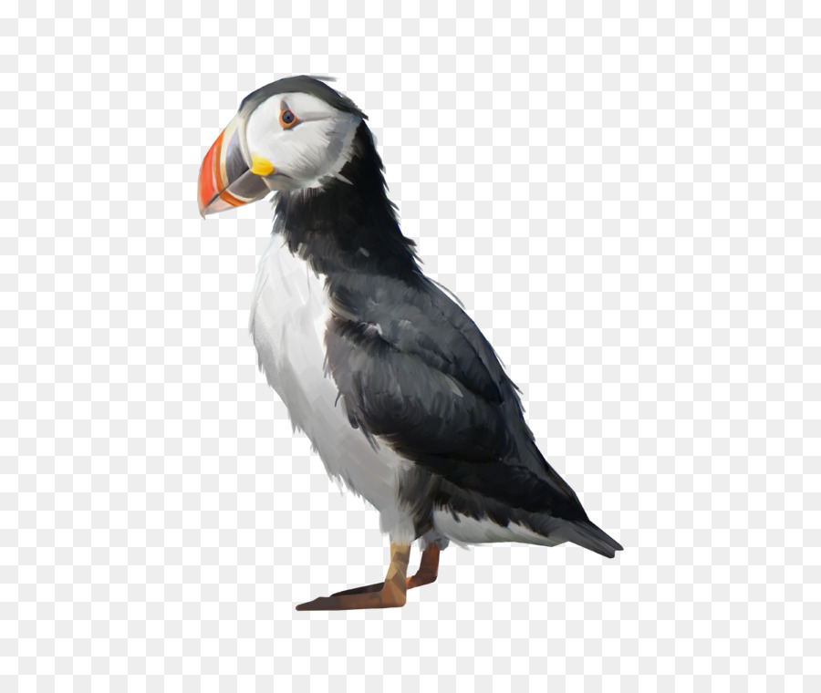 Puffin，Gemi PNG