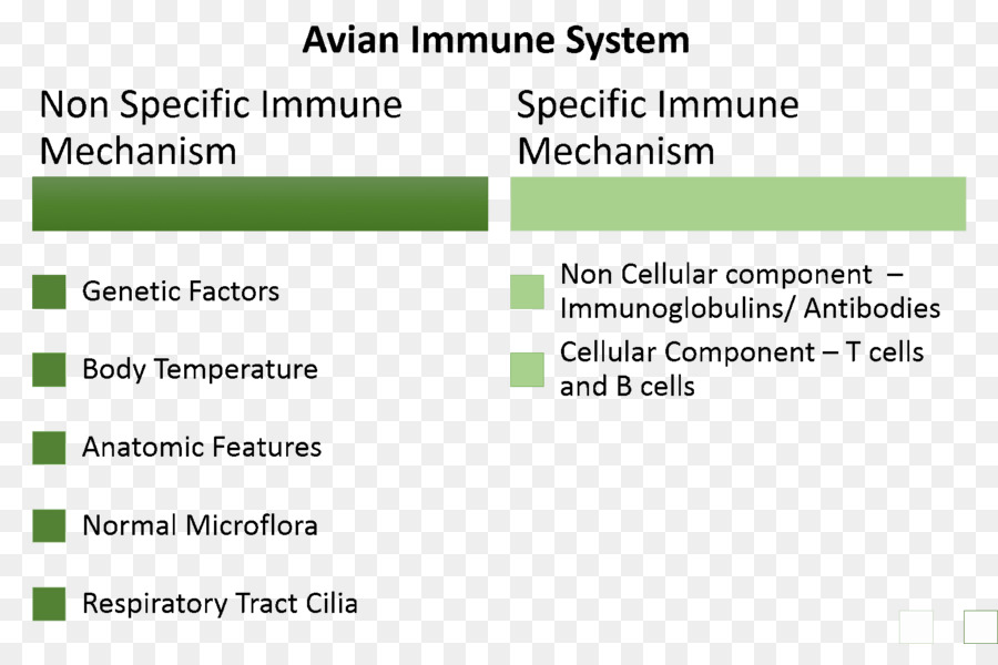 Bağışıklık Sistemi，Kuş Bağışıklık Sistemi PNG