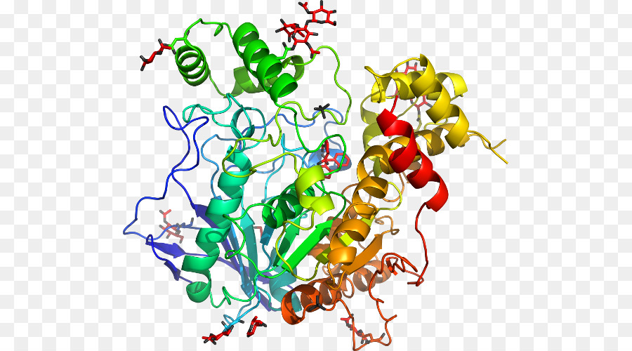 Protein Yapısı，Molekül PNG