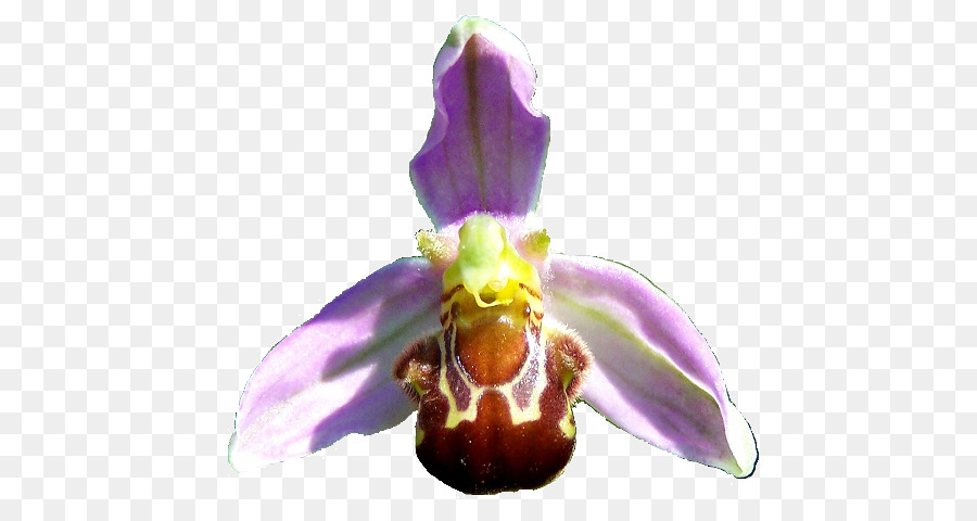 Güve Orkide，Arı PNG