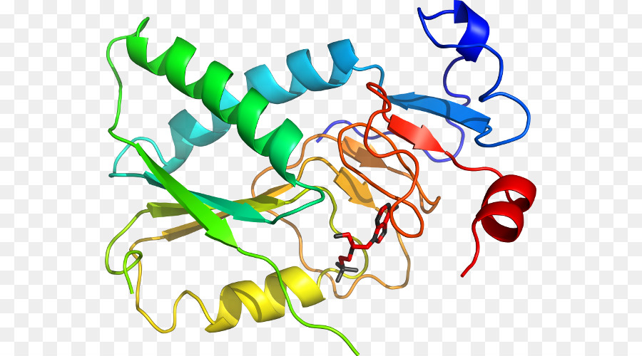 Protein Yapısı，Molekül PNG