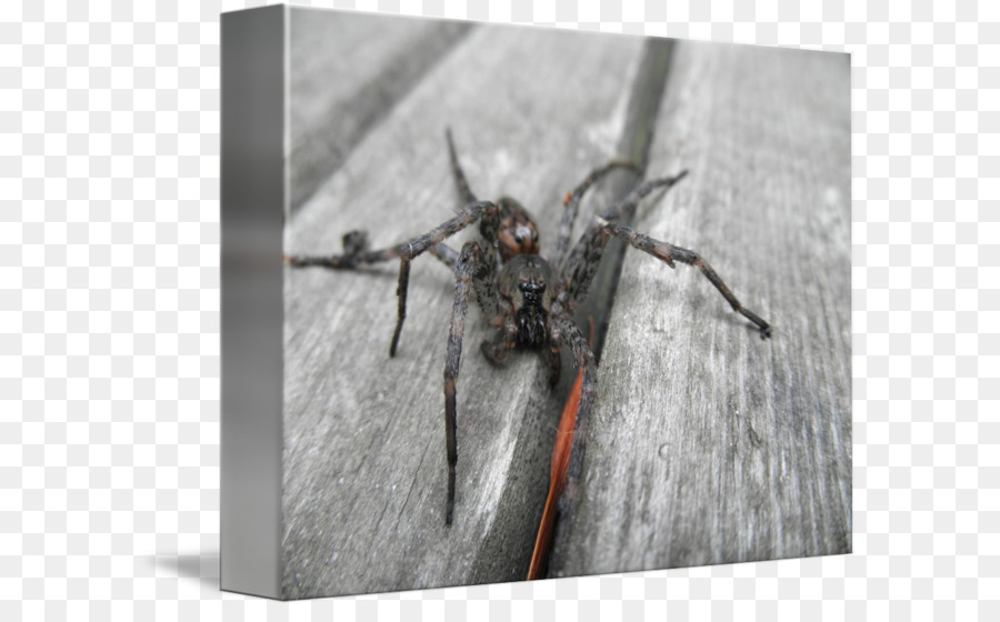 Kurt örümcek，Böcek PNG