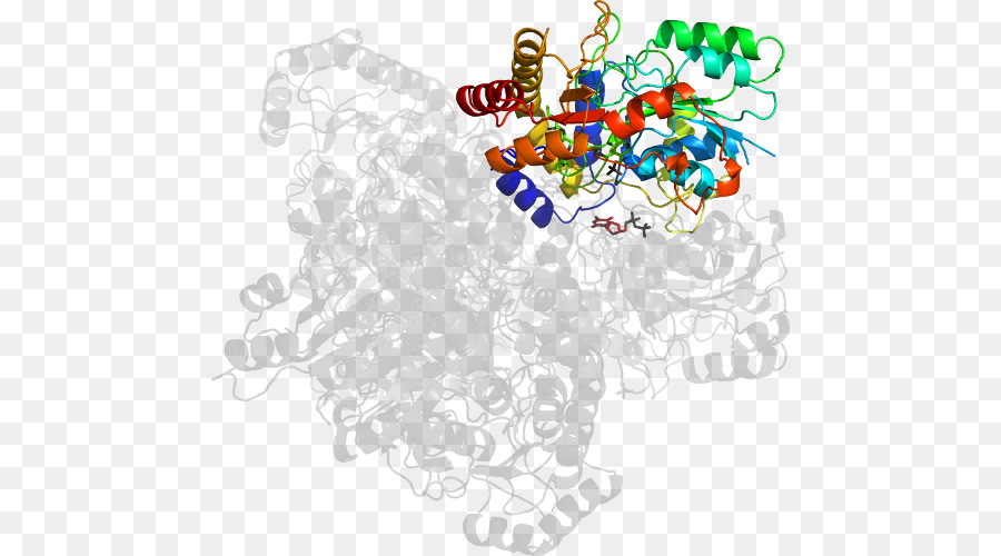 Protein Yapısı，Molekül PNG