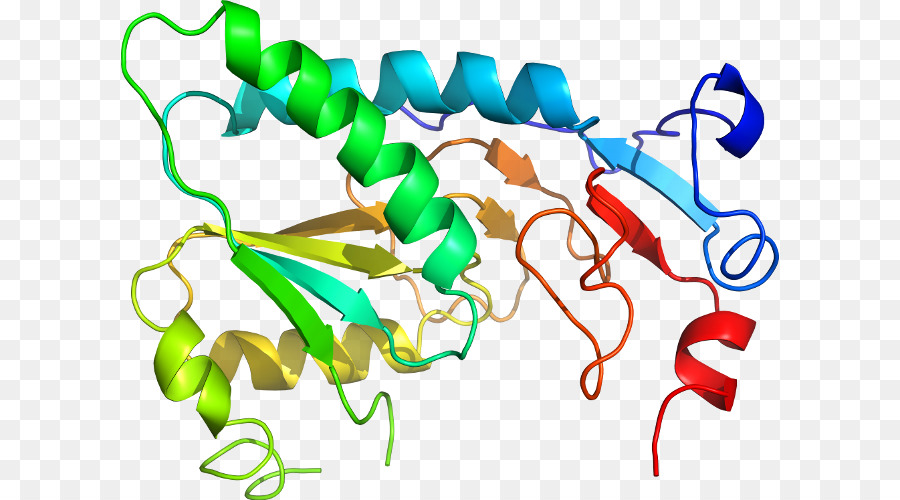 Protein Yapısı，Molekül PNG