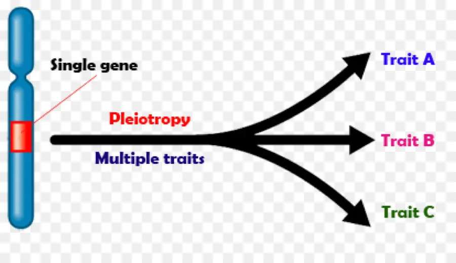 Pleiotropi，Gen PNG