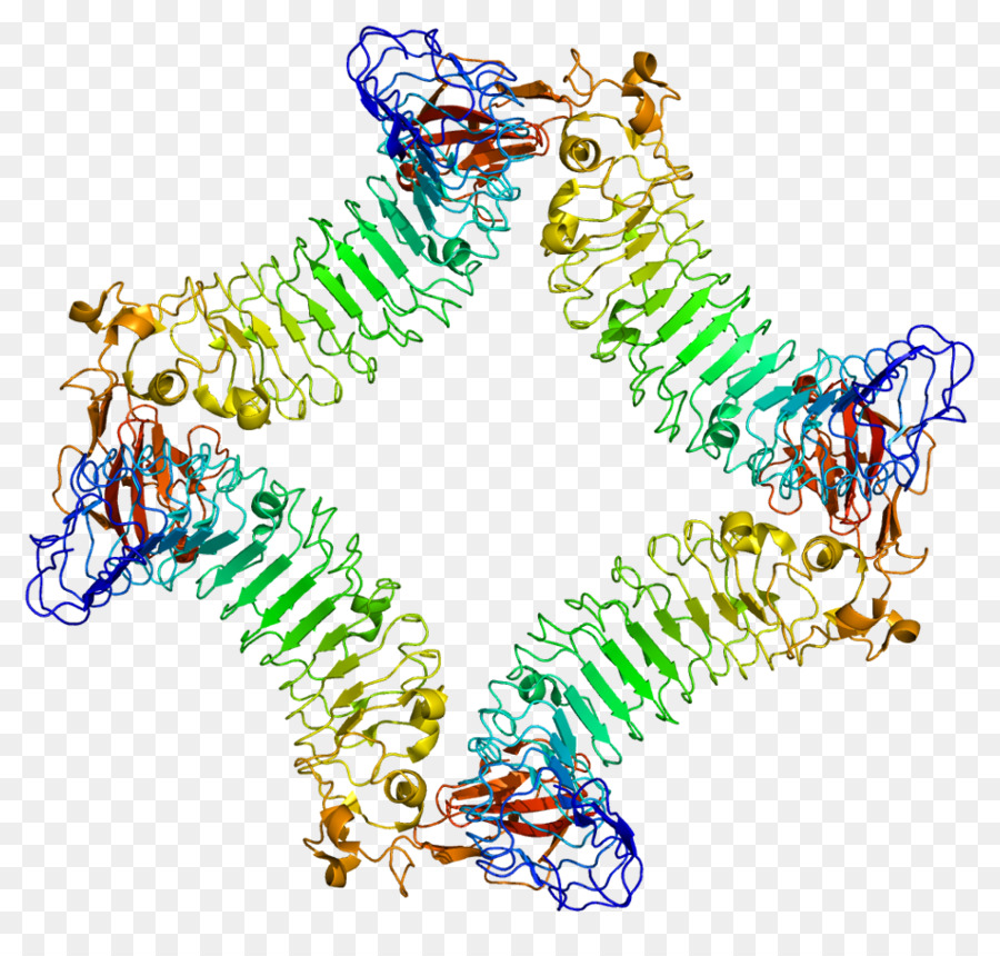 Lİngo1，Protein PNG