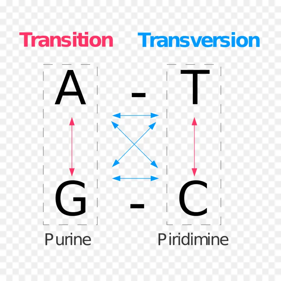 Dna Geçişi Ve Dönüşümü，Genetik PNG