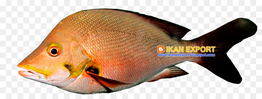 Balık，Et PNG