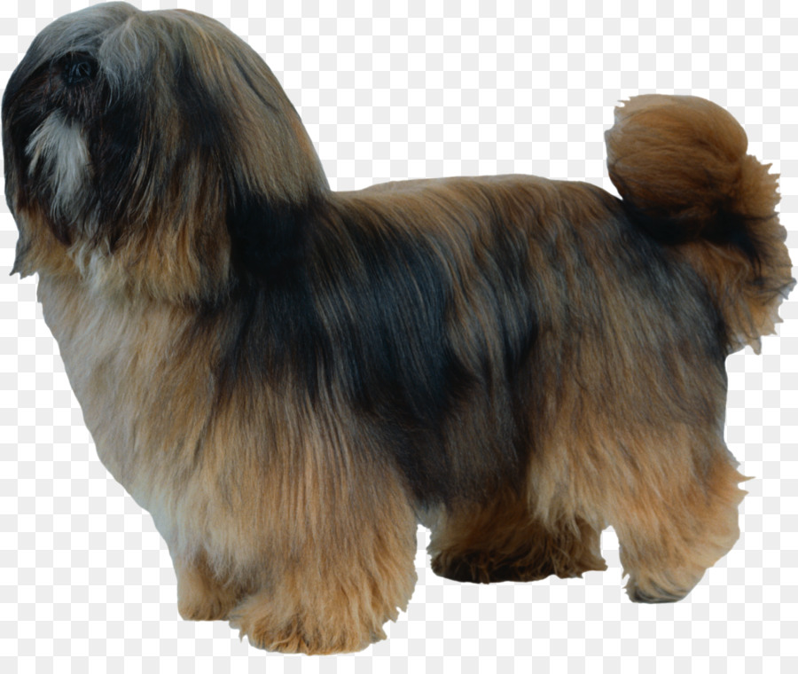 Shih Tzu Köpeği，Evcil Hayvan PNG