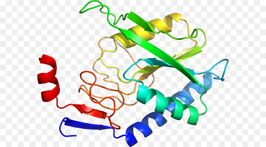 Protein Yapısı，Molekül PNG