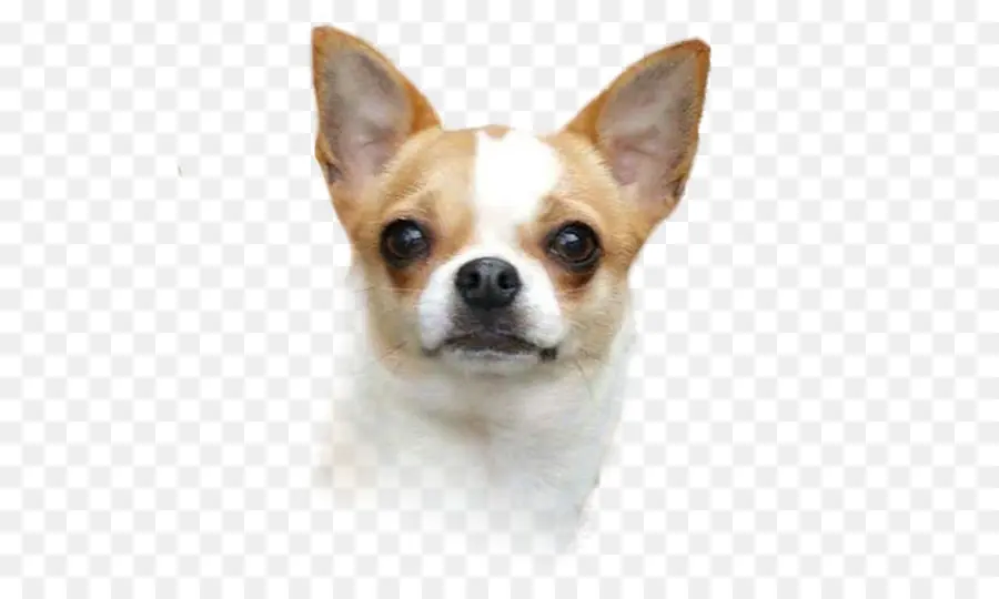 Chihuahua，Köpek PNG