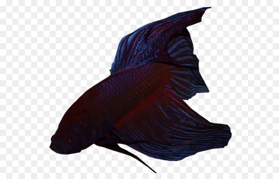 Balık，Mor PNG