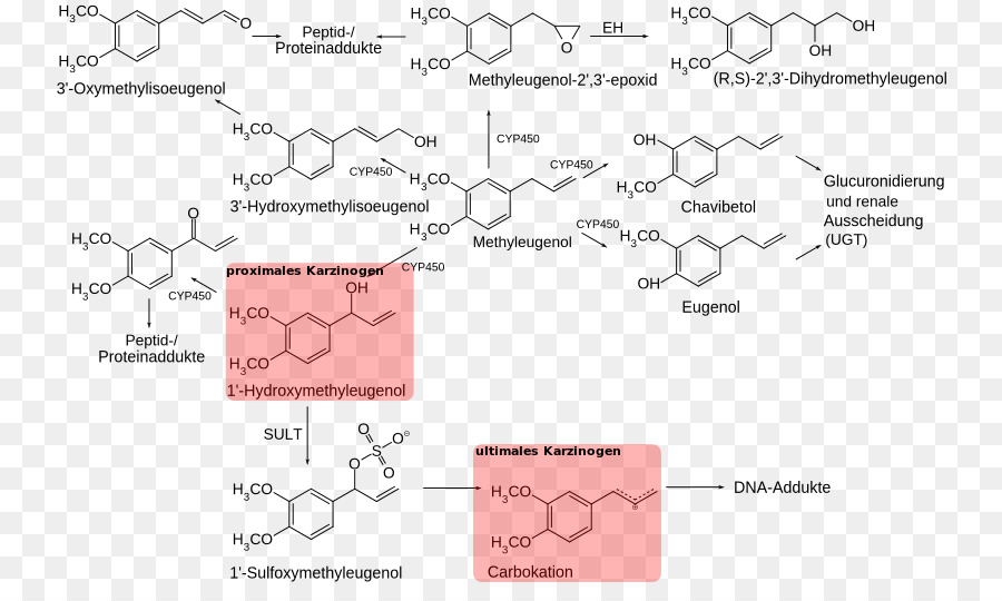 Metil Eugenol，Eugenol PNG