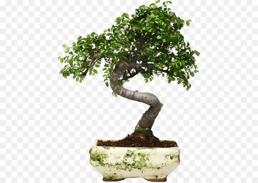 Bonsai Ağacı，Ağaç PNG