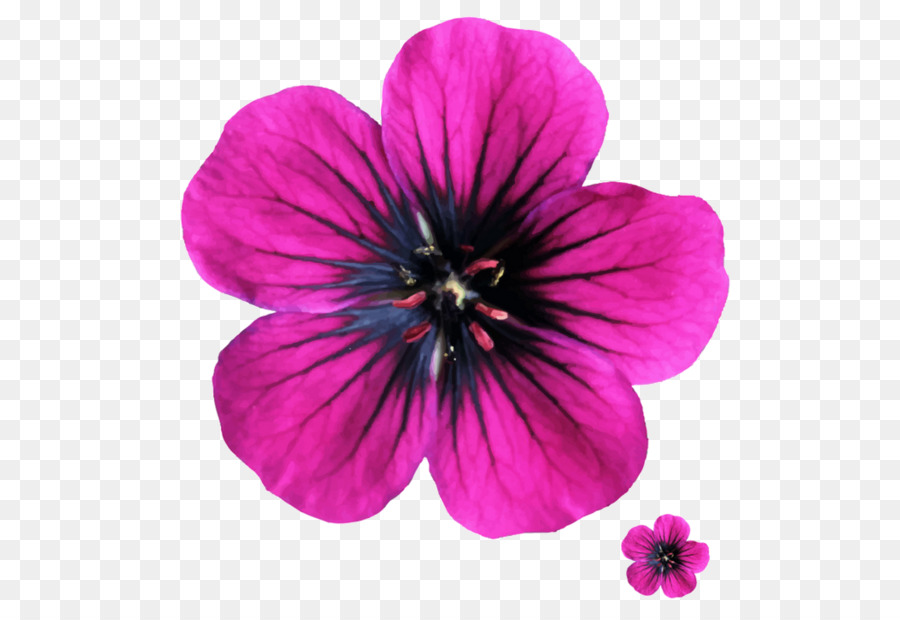çiçek，Baskı PNG
