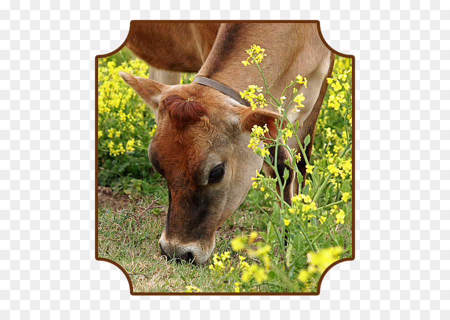 Buzağı，Jersey Sığır PNG