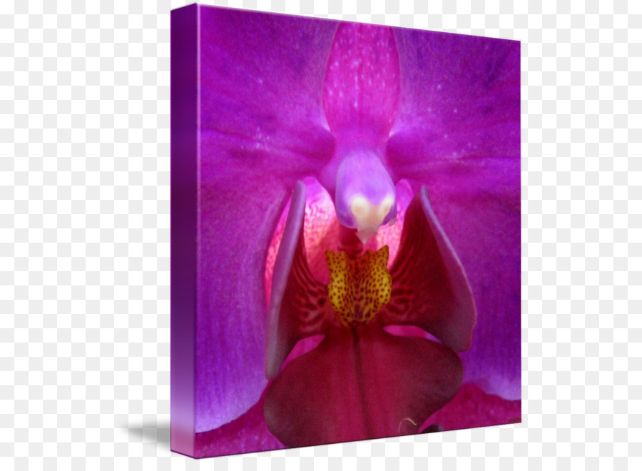 Güve Orkide，Orkide PNG