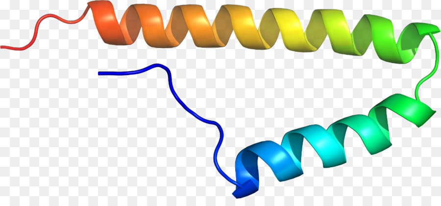 Protein Sarmalı，Molekül PNG