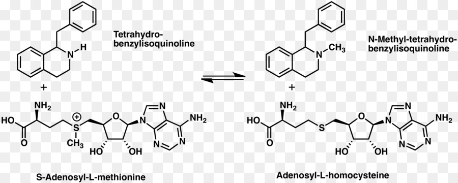 Tetrahidroizokuinolin，Alkaloit PNG