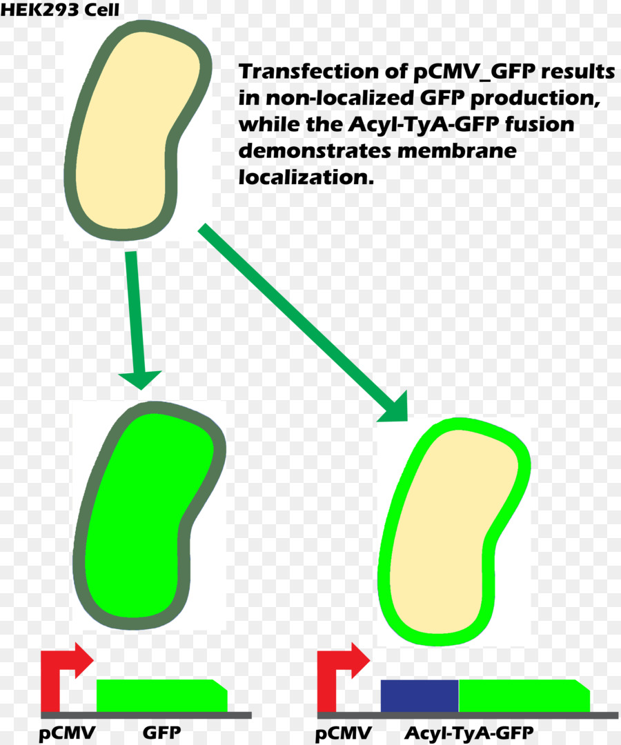 Uluslararası Genetiği Değiştirilmiş Makine，Yeşil Floresan Protein PNG