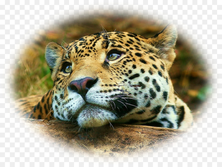 Leopar，Benekli PNG