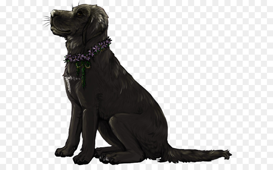 Labrador Retriever，Yassı Kaplı Retriever PNG