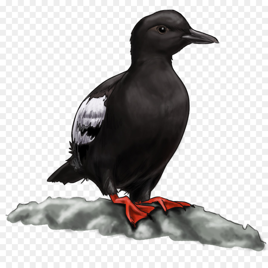 Yeni Kaledonian Crow，Alaska PNG