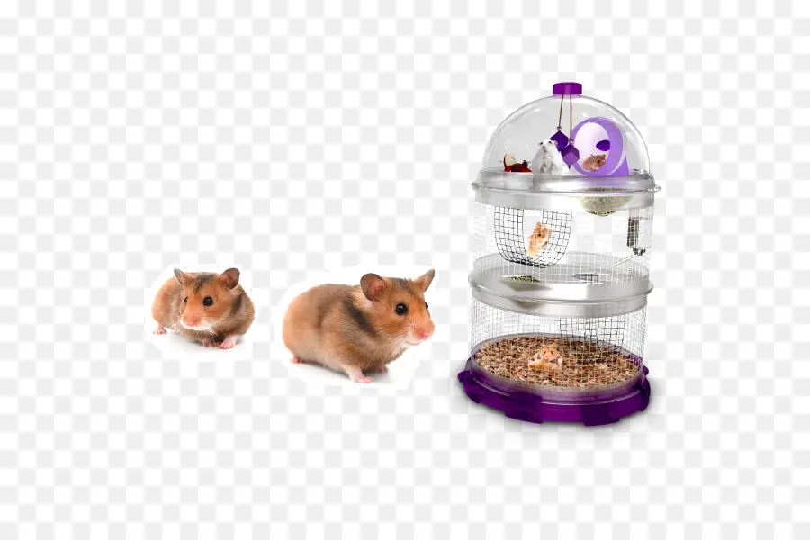 Hamster，Evcil Hayvan PNG