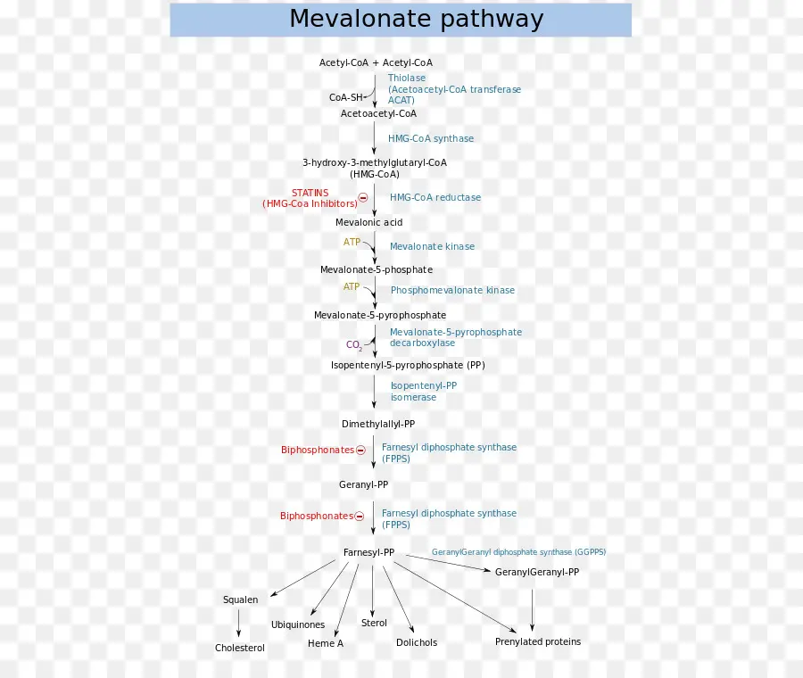 Mevalonat Yolu，Yol PNG