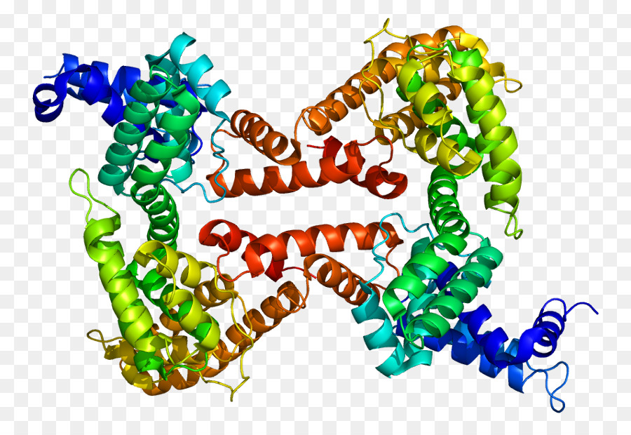 Protein Yapısı，Molekül PNG