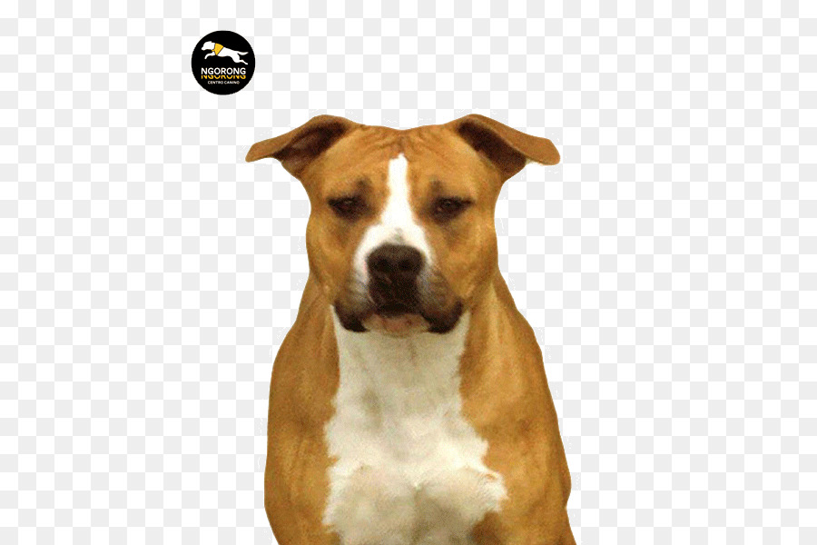 Amerikan Staffordshire Terrier，Amerikan Pit Bull Terrier PNG